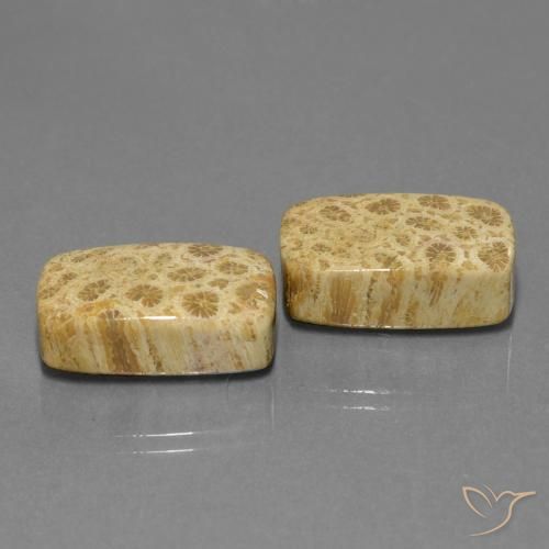 Gemme di Corallo fossile Multicolore naturale da 28.81 ct, Cuscino, Opaco