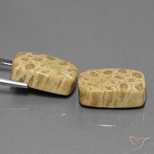 Gemme di Corallo fossile Multicolore naturale da 28.81 ct, Cuscino, Opaco