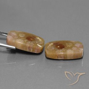 Gemme di Corallo fossile Multicolore naturale da 30.11 ct, Cuscino, Opaco