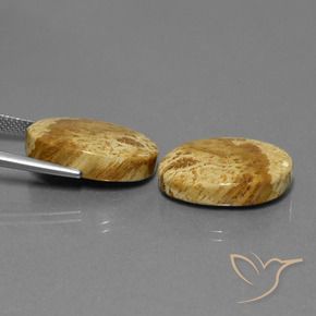 Gemme di Corallo fossile Multicolore naturale da 25.37 ct, Ovale, Opaco