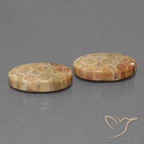 Gemme di Corallo fossile Multicolore naturale da 19.28 ct, Ovale, Opaco