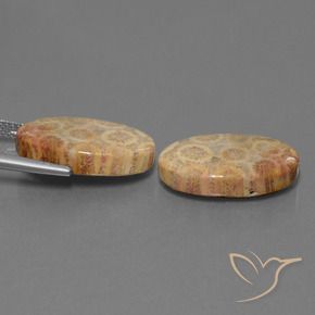 Gemme di Corallo fossile Multicolore naturale da 19.28 ct, Ovale, Opaco