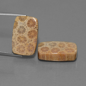 Gemme di Corallo fossile Multicolore naturale da  ct, Taglio a cuscino, Opaco