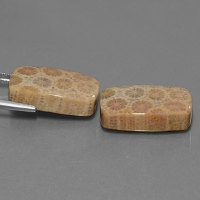 Gemme di Corallo fossile Multicolore naturale da  ct, Taglio a cuscino, Opaco