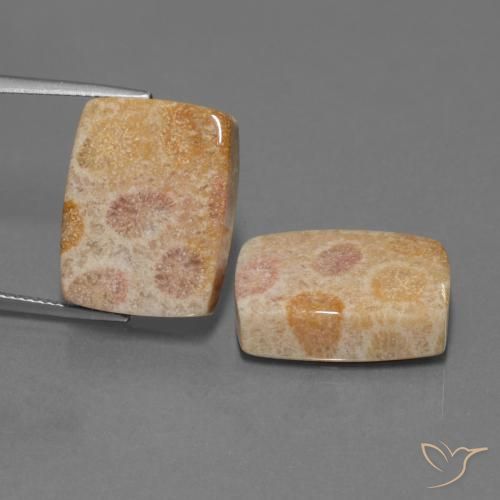 35.05ctw Naturale Multicolore Corallo fossile, Cuscino, Opaco
