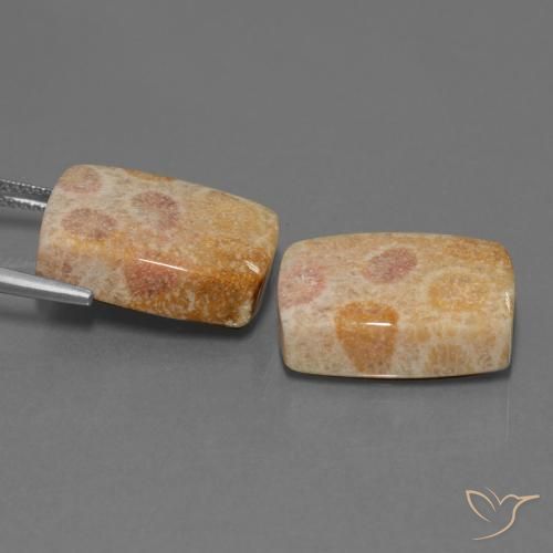 Gemme di Corallo fossile Multicolore naturale da 35.05 ct, Cuscino, Opaco