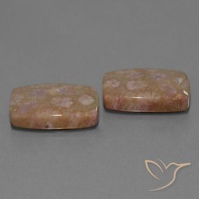 Gemme di Corallo fossile Multicolore naturale da 27.24 ct, Cuscino, Opaco