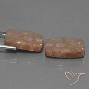 Gemme di Corallo fossile Multicolore naturale da 27.24 ct, Cuscino, Opaco