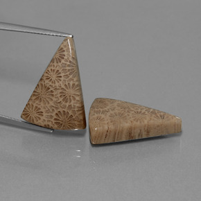 Gemme di Corallo fossile Multicolore naturale da  ct, Taglio trillion, Opaco