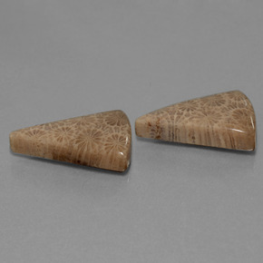 Gemme di Corallo fossile Multicolore naturale da  ct, Taglio trillion, Opaco