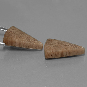 Gemme di Corallo fossile Multicolore naturale da  ct, Taglio trillion, Opaco