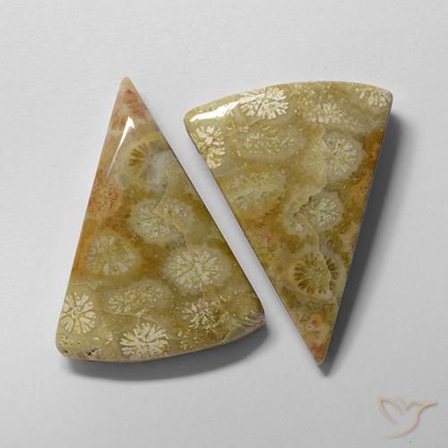 28.61ctw Naturale Multicolore Corallo fossile, Taglio trillion, Opaco