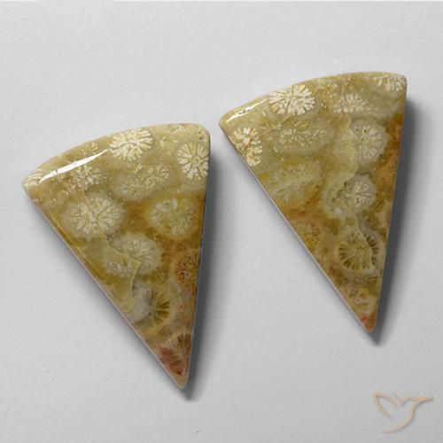 Gemme di Corallo fossile Multicolore naturale da 28.61 ct, Taglio trillion, Opaco