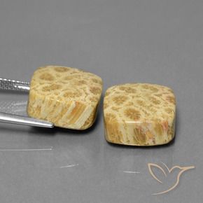 Gemme di Corallo fossile Multicolore naturale da 26.03 ct, Cuscino, Opaco