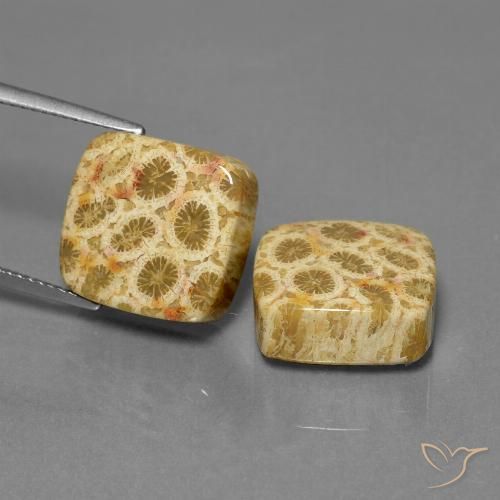 24.04ctw Naturale Multicolore Corallo fossile, Cuscino, Opaco