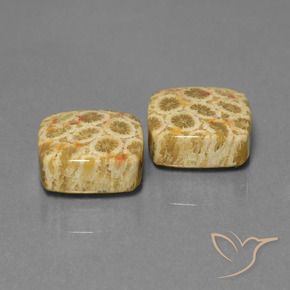 Gemme di Corallo fossile Multicolore naturale da 24.04 ct, Cuscino, Opaco