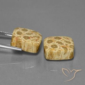 Gemme di Corallo fossile Multicolore naturale da 24.04 ct, Cuscino, Opaco