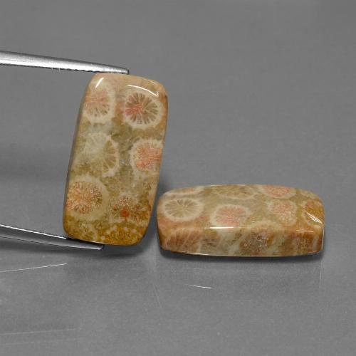 Gemme di Corallo fossile Multicolore naturale da 23.56 ct, Taglio a cuscino, Opaco