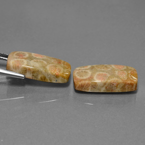 Gemme di Corallo fossile Multicolore naturale da 23.56 ct, Taglio a cuscino, Opaco