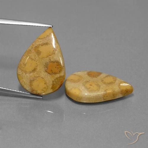 22.90ctw Naturale Multicolore Corallo fossile, Forma a pera, Opaco