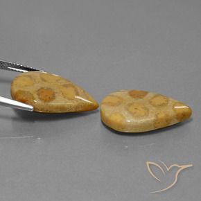Gemme di Corallo fossile Multicolore naturale da 22.90 ct, Forma a pera, Opaco