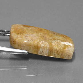 Corallo fossile Multicolore naturale da 13.97 ct, Forma fantasia, Opaco