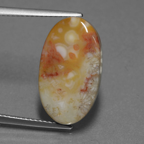 Corallo fossile multicolore naturale da 8,82 ct, taglio ovale, opaco