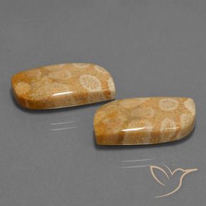 Gemme di Corallo fossile Multicolore naturale da 30.44 ct, Taglio a fantasia, Opaco