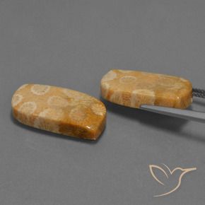 Gemme di Corallo fossile Multicolore naturale da 30.44 ct, Taglio a fantasia, Opaco