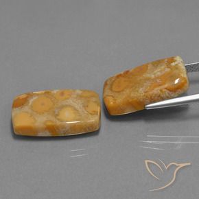 Gemme di Corallo fossile Multicolore naturale da 29.77 ct, Cuscino, Opaco
