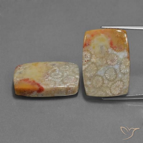 29.41ctw Naturale Multicolore Corallo fossile, Cuscino, Opaco