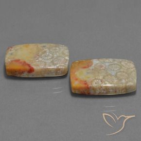 Gemme di Corallo fossile Multicolore naturale da 29.41 ct, Cuscino, Opaco