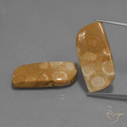 24.41ctw Naturale Multicolore Corallo fossile, Taglio a fantasia, Opaco