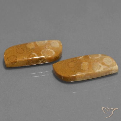 Gemme di Corallo fossile Multicolore naturale da 24.41 ct, Taglio a fantasia, Opaco