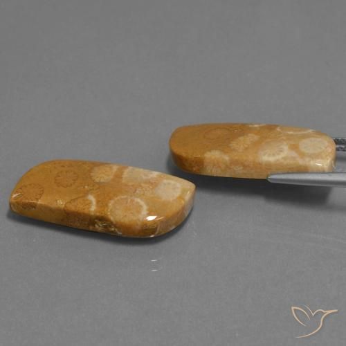 Gemme di Corallo fossile Multicolore naturale da 24.41 ct, Taglio a fantasia, Opaco