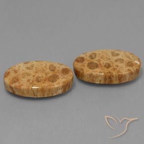 Gemme di Corallo fossile Multicolore naturale da 25.95 ct, Ovale, Opaco