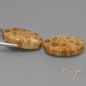 Gemme di Corallo fossile Multicolore naturale da 25.95 ct, Ovale, Opaco