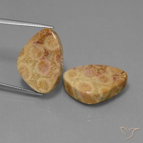 31.65ctw Naturale Multicolore Corallo fossile, Taglio trillion, Opaco