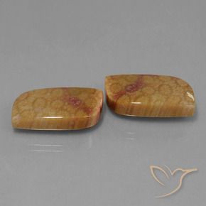 Gemme di Corallo fossile Multicolore naturale da 28.06 ct, Taglio a fantasia, Opaco