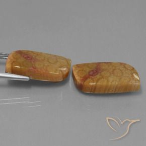 Gemme di Corallo fossile Multicolore naturale da 28.06 ct, Taglio a fantasia, Opaco