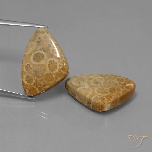 34.00ctw Naturale Multicolore Corallo fossile, Taglio trillion, Opaco