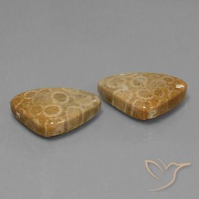 Gemme di Corallo fossile Multicolore naturale da 34.00 ct, Taglio trillion, Opaco