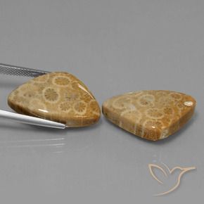 Gemme di Corallo fossile Multicolore naturale da 34.00 ct, Taglio trillion, Opaco