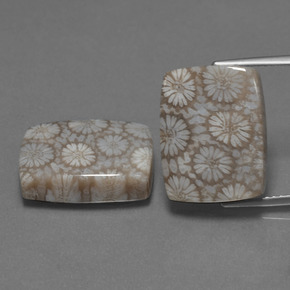 Gemme di Corallo fossile Multicolore naturale da  ct, Taglio a cuscino, Opaco