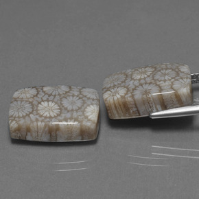 Gemme di Corallo fossile Multicolore naturale da  ct, Taglio a cuscino, Opaco