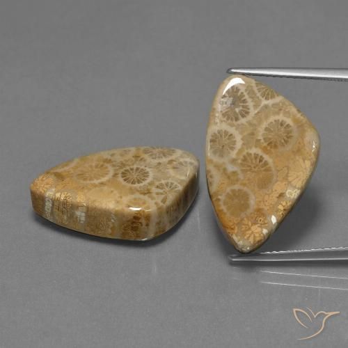29.73ctw Naturale Multicolore Corallo fossile, Taglio trillion, Opaco