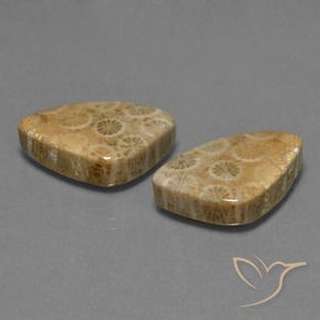 Gemme di Corallo fossile Multicolore naturale da 29.73 ct, Taglio trillion, Opaco