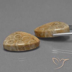 Gemme di Corallo fossile Multicolore naturale da 29.73 ct, Taglio trillion, Opaco
