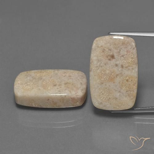 30.16ctw Naturale Multicolore Corallo fossile, Cuscino, Opaco