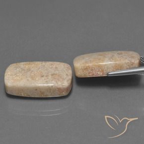 Gemme di Corallo fossile Multicolore naturale da 30.16 ct, Cuscino, Opaco